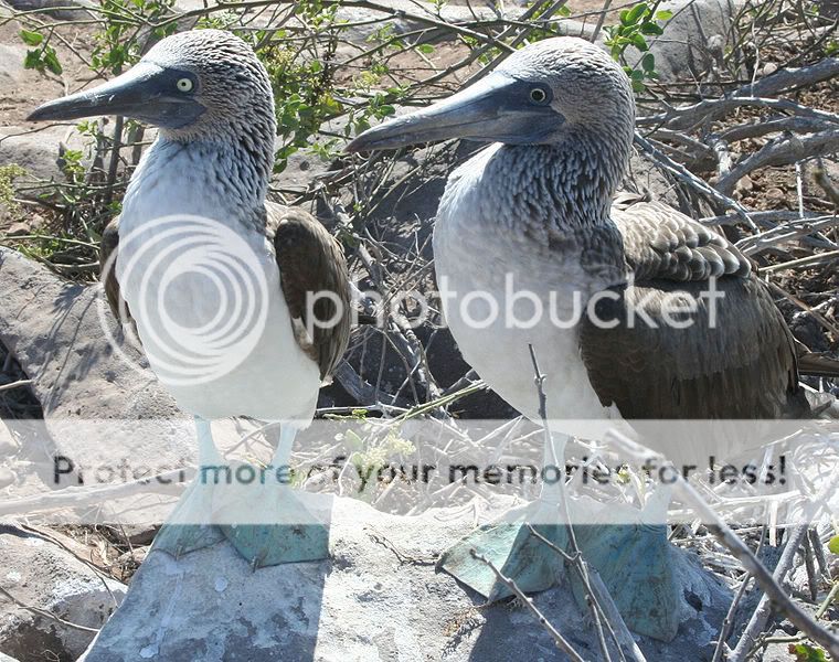 760px-Blue-footed_Booby_Comparison.jpg