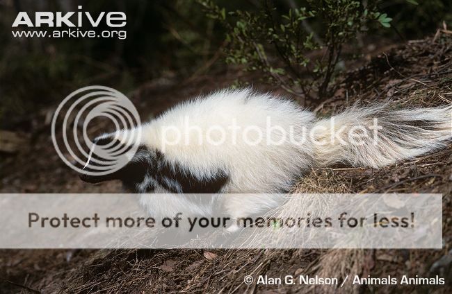 hooded-skunk-colour-morph.jpg