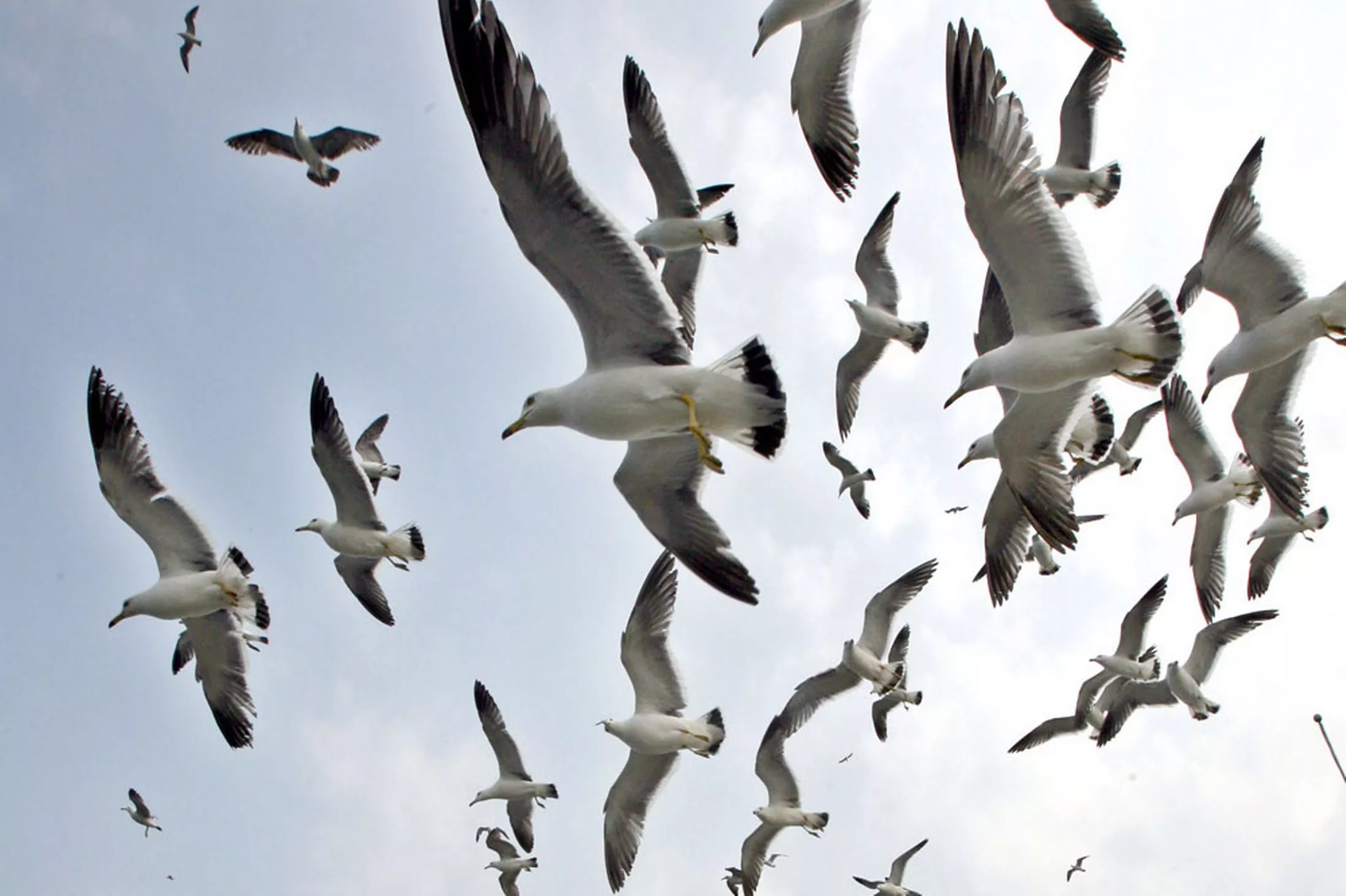 A-flock-of-seagulls-hang-fluttering-over-their-nests-in-a-remote-island-off-Tongyong.jpg