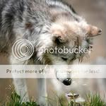 animalanimalsnaturephotographywolfwolves-61baf738c5b1d03e0f6abe1d7aa46b5c_m.jpg