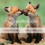 two-cute-animals-cute-fox.jpg