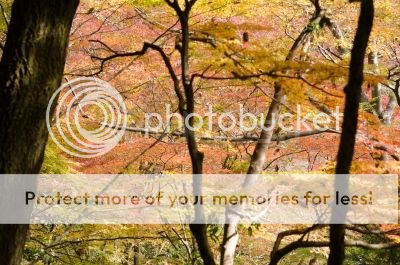 1756671_stock-photo-japanese-maple-in-a-forest-in-autumn.jpg