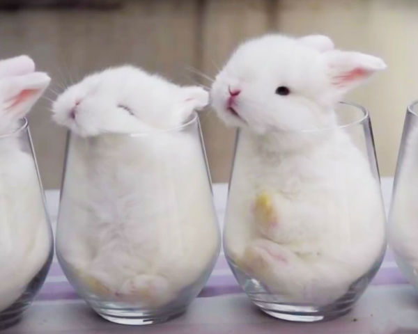 baby-bunnies-are-sleeping-in-little-glasses.jpg