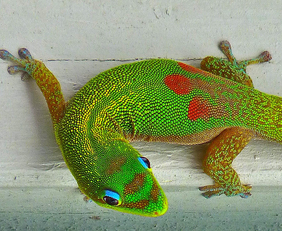 hawaiian-gecko-bryn-berg.jpg
