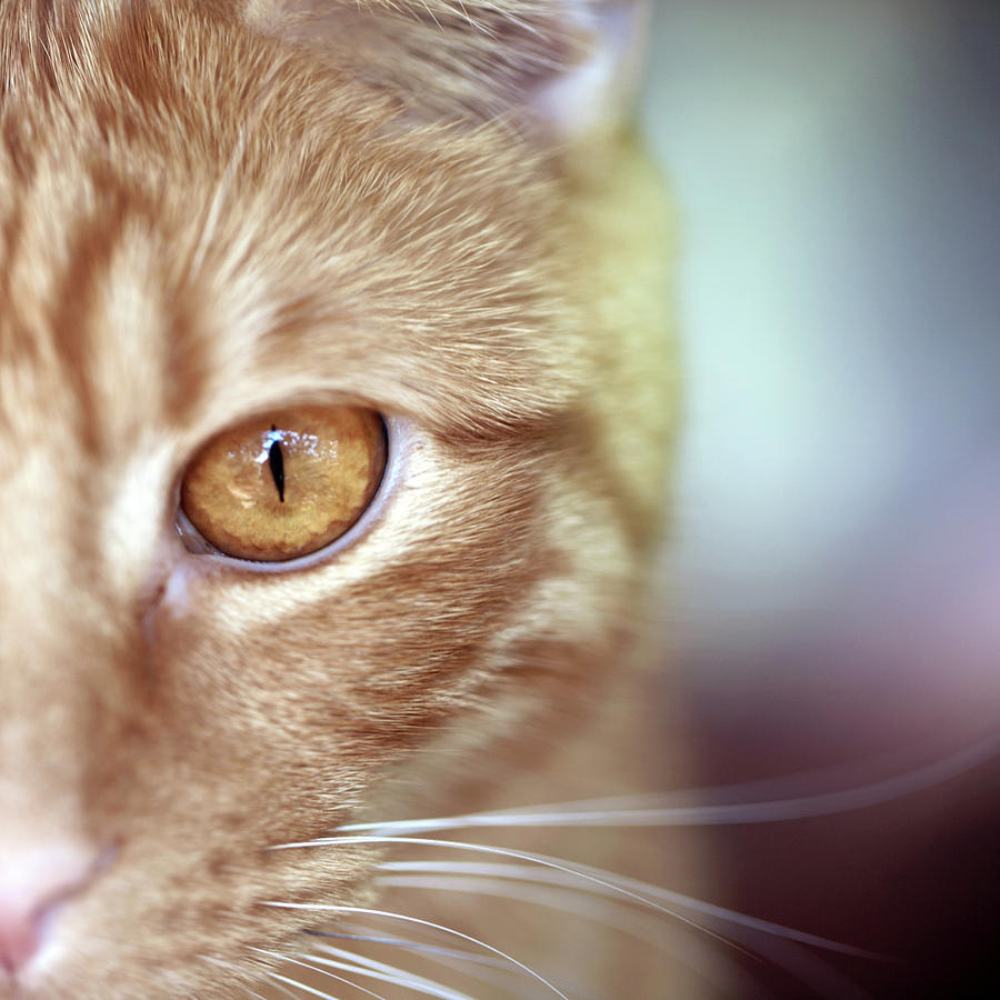 orange-tabby-cats-golden-eye-photo-by-corinne-boutin.jpg