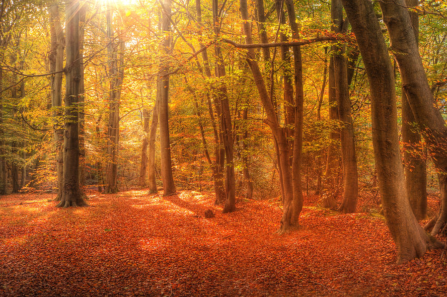 6-vibrant-autumn-fall-forest-landscape-image-matthew-gibson.jpg