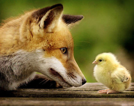 Cute-Fox-and-Chick-fox-14583625-468-371.jpg