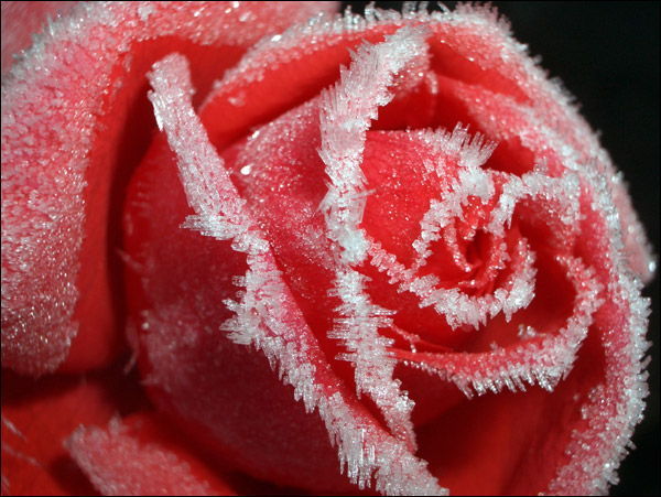 Frozen-Rose-roses-9842177-600-451.jpg