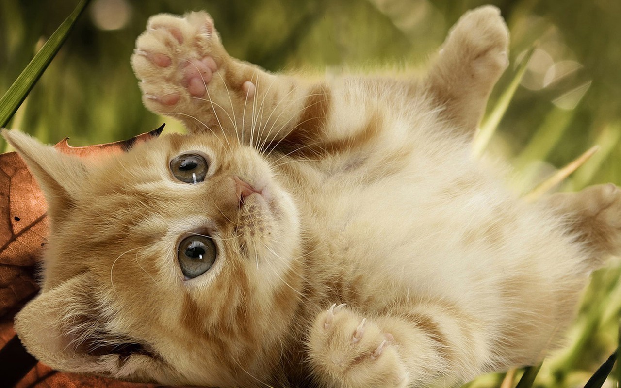 Playful-Kitten-kittens-16155935-1280-800.jpg