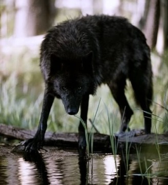 black-wolves-wolves-24442420-328-360.jpg