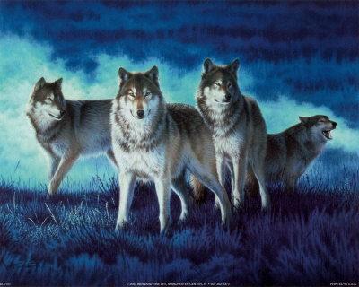 Beautiful-Wolf-Pack-wolves-24595469-400-320.jpg