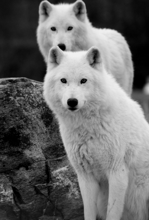Beautiful-White-Wolf-wolves-32683871-500-735.png