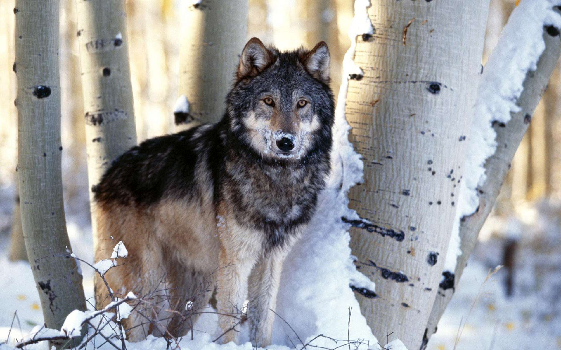 wolf-wolves-32863708-1920-1200.jpg