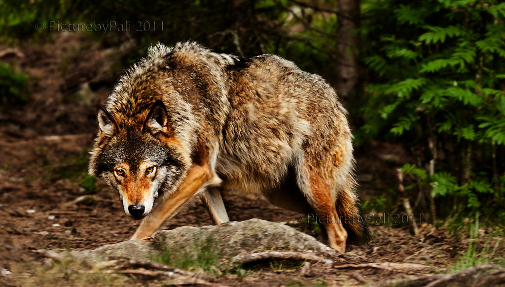 huge_wolf_by_picturebypali-d491pb2.jpg
