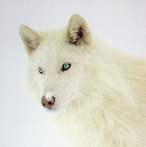 Beautiful-White-Wolf-With-Blue-Eyes-wolves-6880194-505-509.jpg