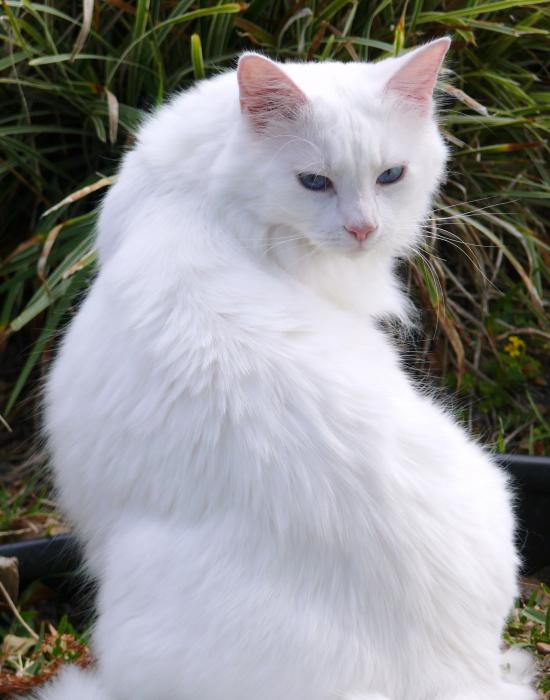 The-white-cat.jpg