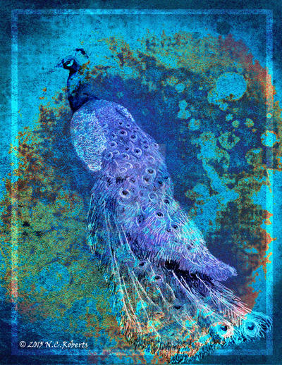 peacock_by_ncroberts-d938y7g.jpg