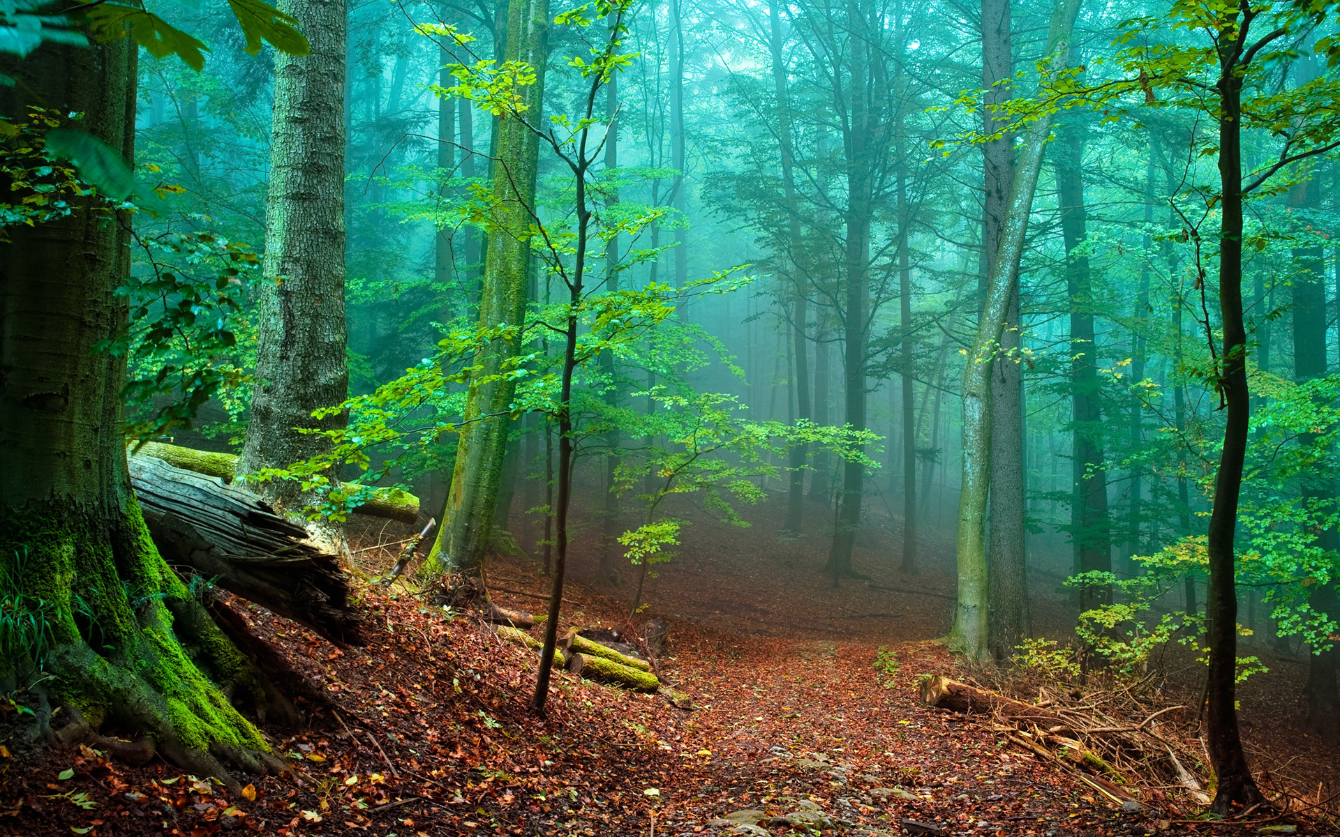 Beautiful-forest-43250.jpg