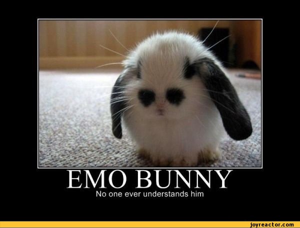 funny-pictures-auto-bunny-emo-378283.jpeg