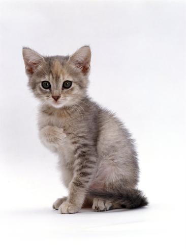 jane-burton-domestic-cat-silver-tortoiseshell-kitten-sitting_i-G-21-2143-IFBCD00Z.jpg