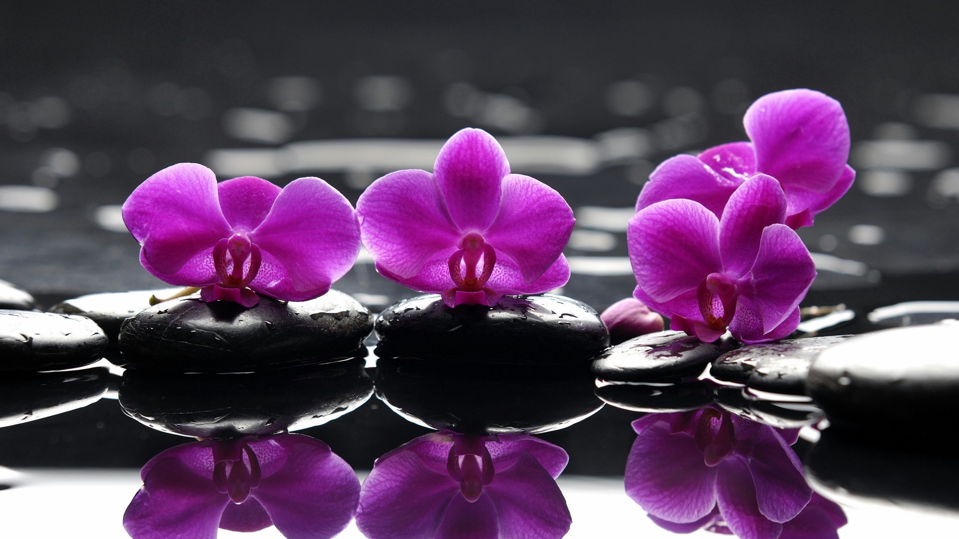 Purple-Orchid-Flower-Photography.jpg