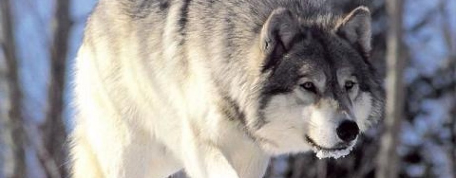cropped-gray-wolf.jpg