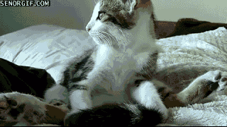 yoga-cat-loves-to-stretch.gif