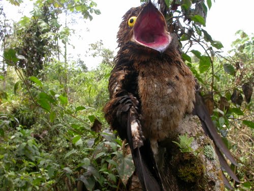Potoo-weird-funny-bird-big-eyes-Big-Mouth-2.jpg