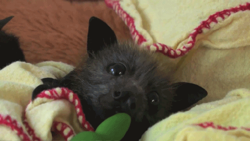 adorable-animal-gifs-baby-bat.gif