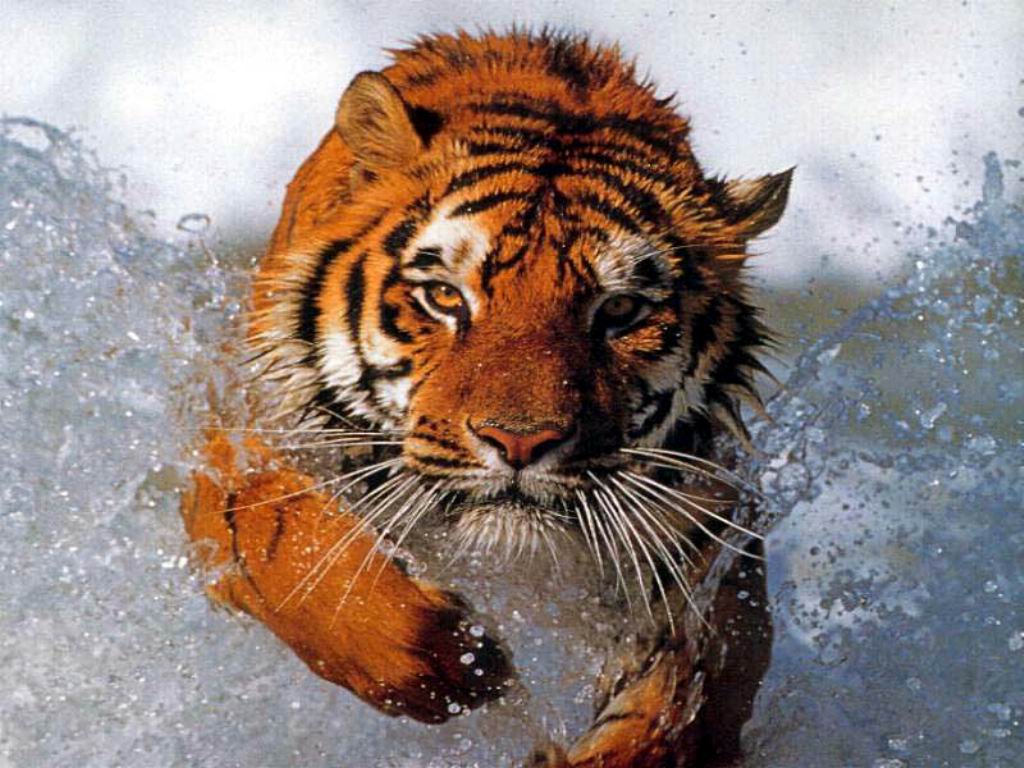 bathing_tiger.jpg
