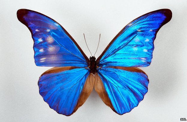 _76132132_z3551404-blue_morpho_butterfly-spl.jpg