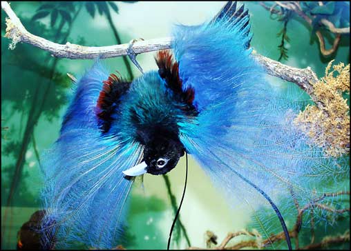 blue-bird-of-paradise.jpg