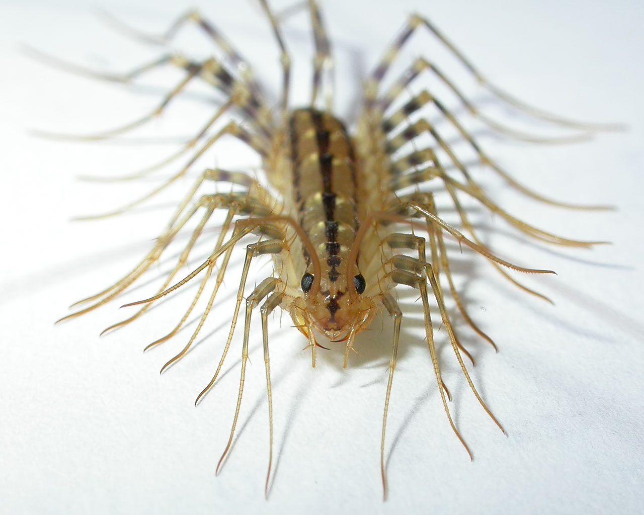 home-centipede.jpg