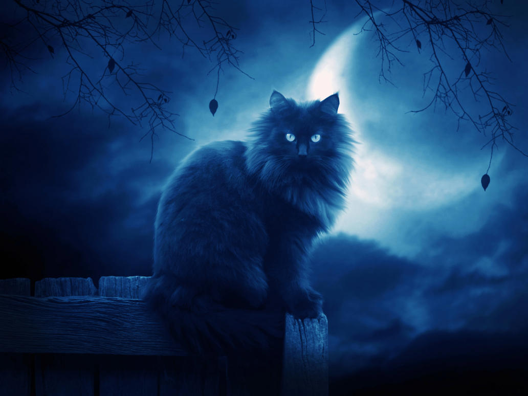 __the_black_cat_ii___by_moroka323.jpg