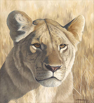 mara-lioness-clive-meredith.jpg