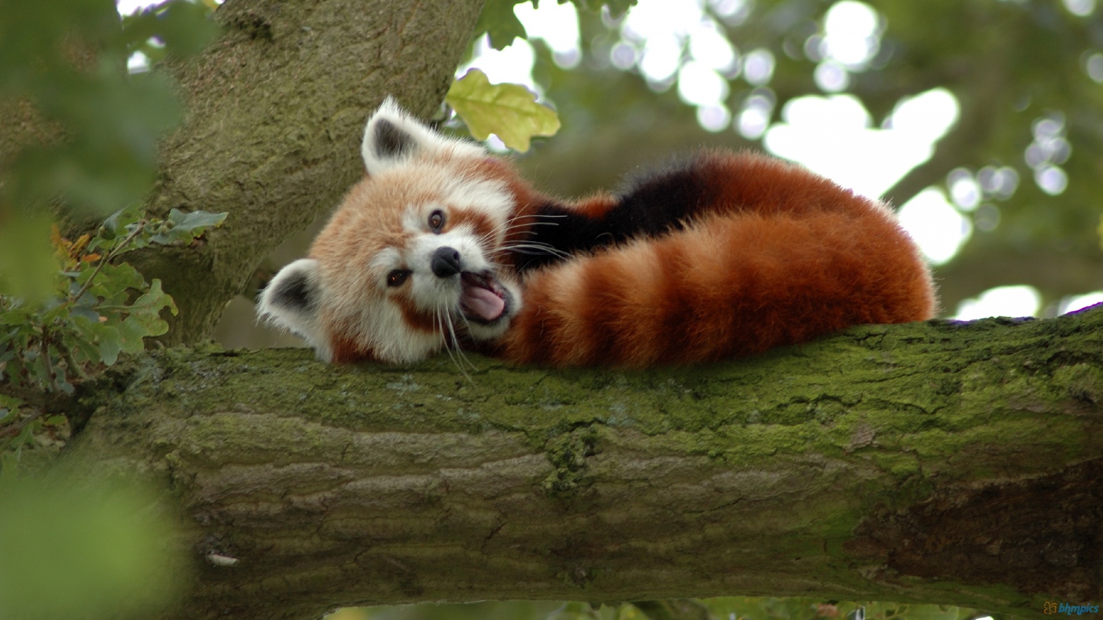 red_panda_on_a_tree-1600x900.jpg