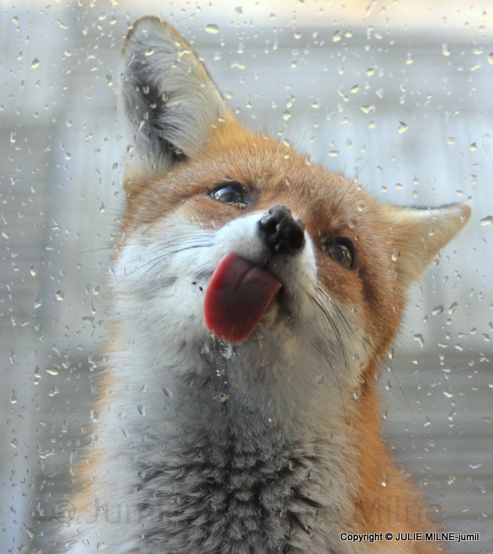 amazing-fox-photos-182.jpg