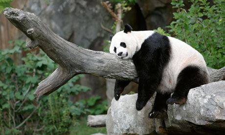 Giant-panda-Mei-Xiang-tak-010.jpg