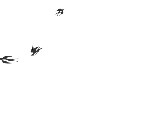 tumblr_static_bird_flying_gif.gif