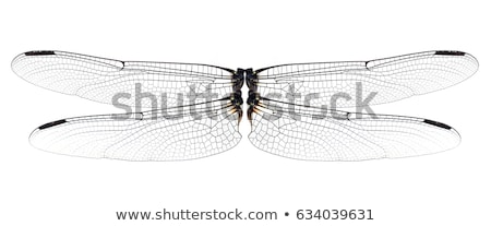 1563663_stock-photo-dragonfly-wings.jpg