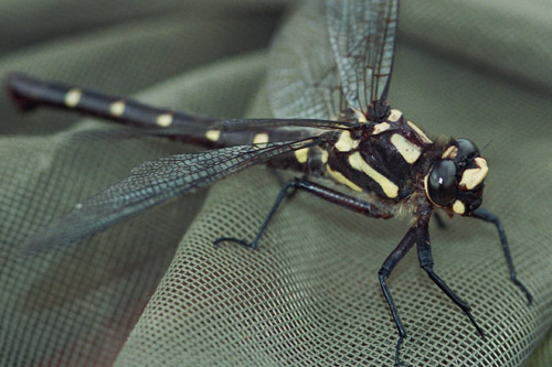 dragonflyBushGiant_head500.jpg