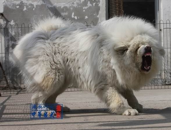 white-tibetan-mastiff-1.jpg
