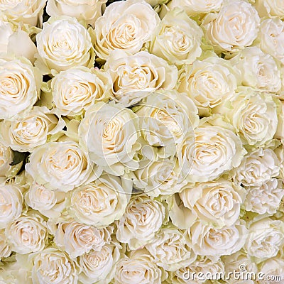 abstract-background-white-roses-flowers-close-up-44381354.jpg