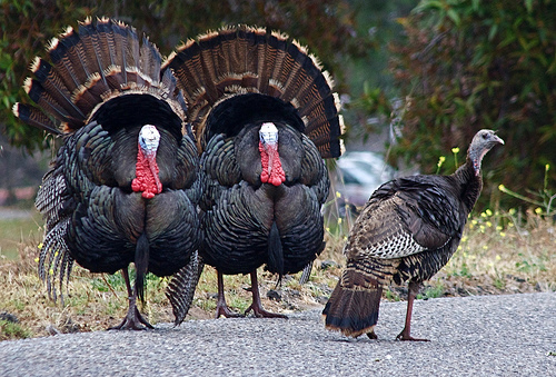 turkeys3.jpg