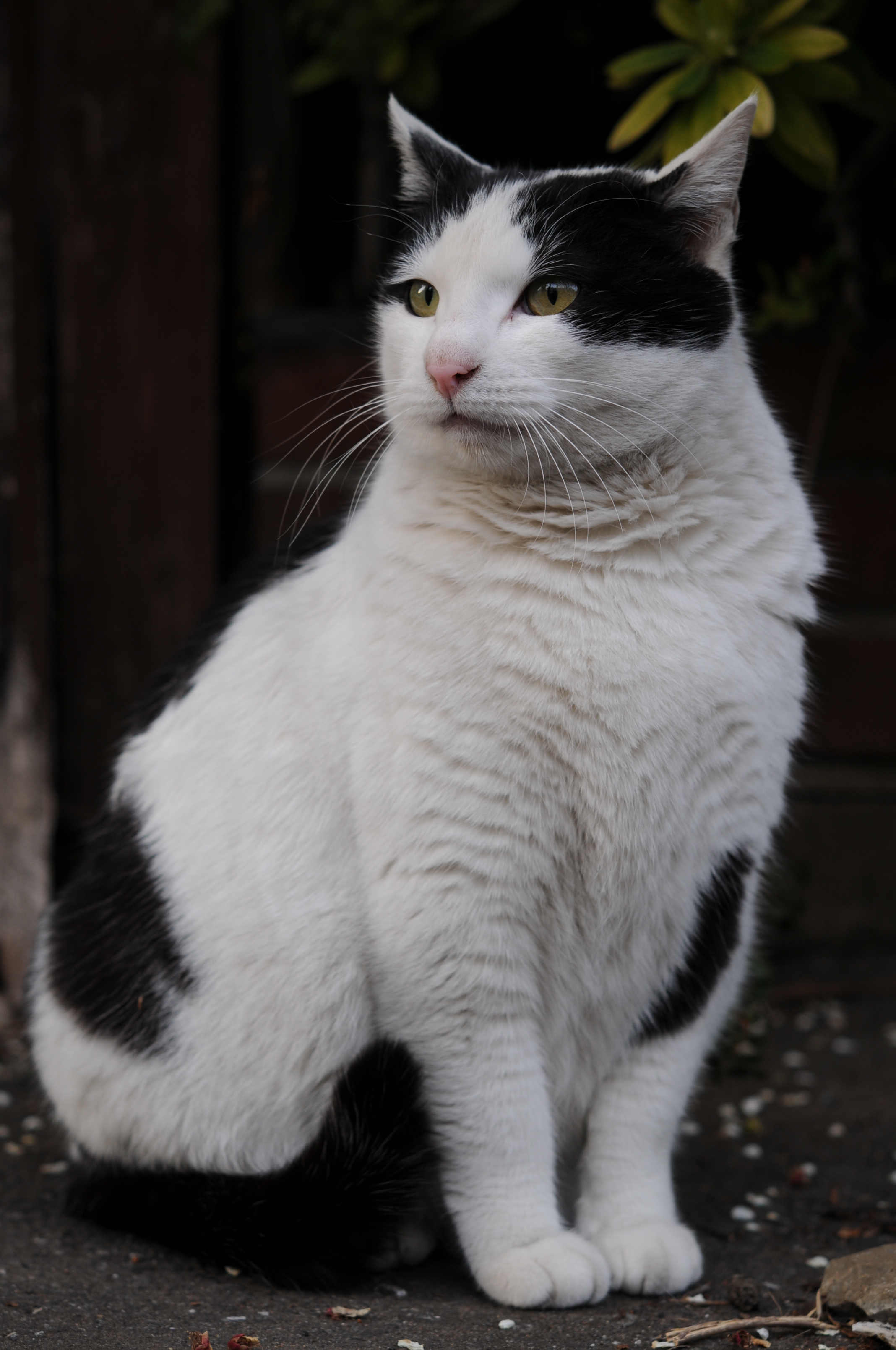 Black_and_white_cat_sitting_on_a_street-Hisashi-01.jpg
