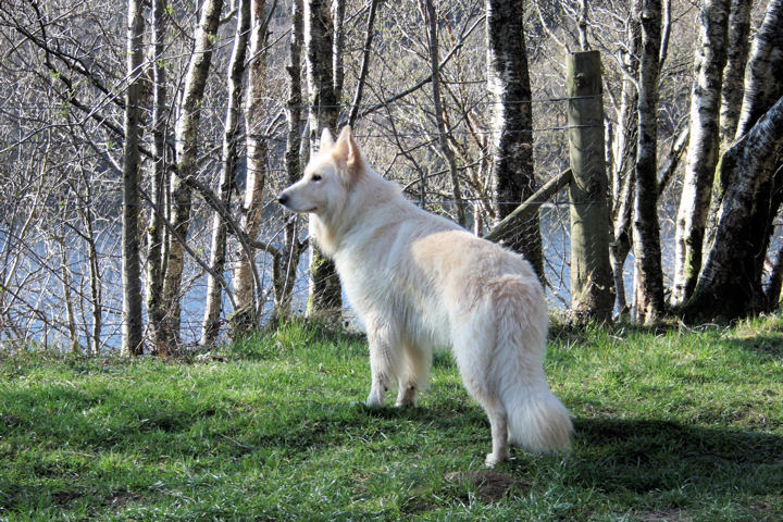 German_Shepherd_dog_long-haired_white.jpg