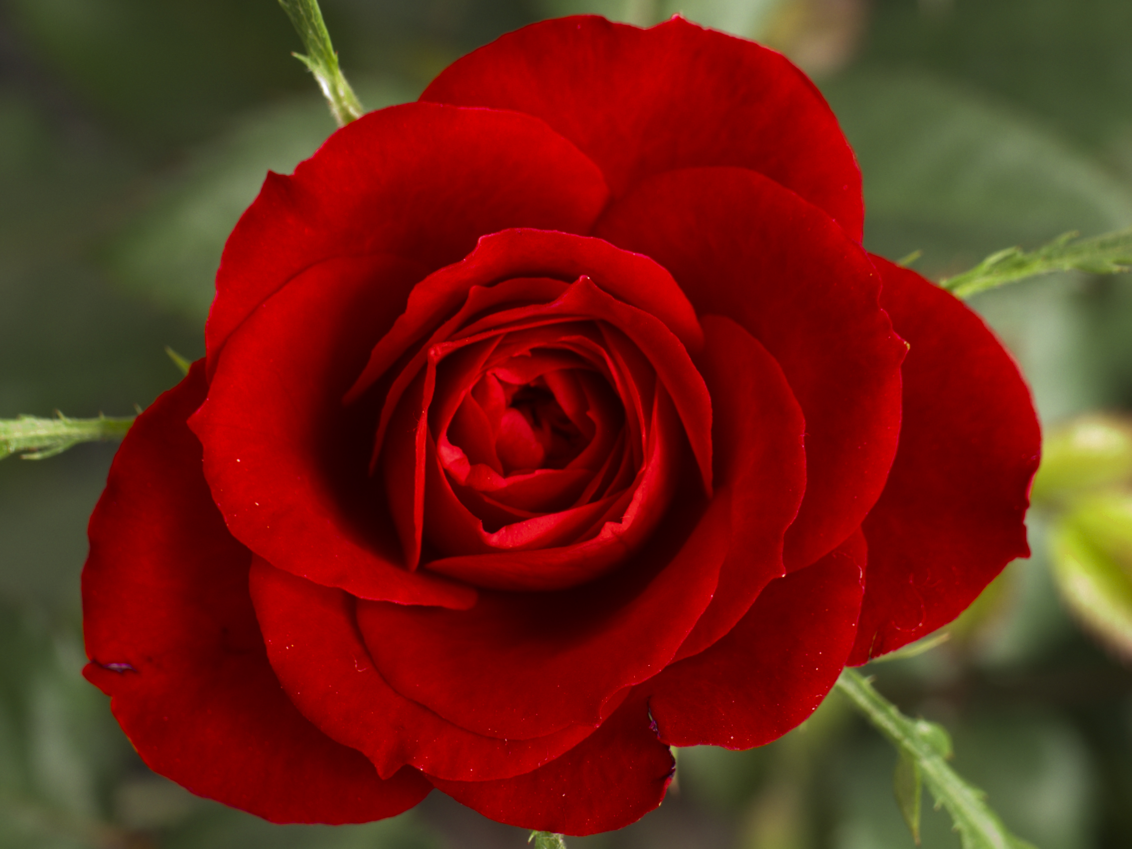 Small_Red_Rose.JPG