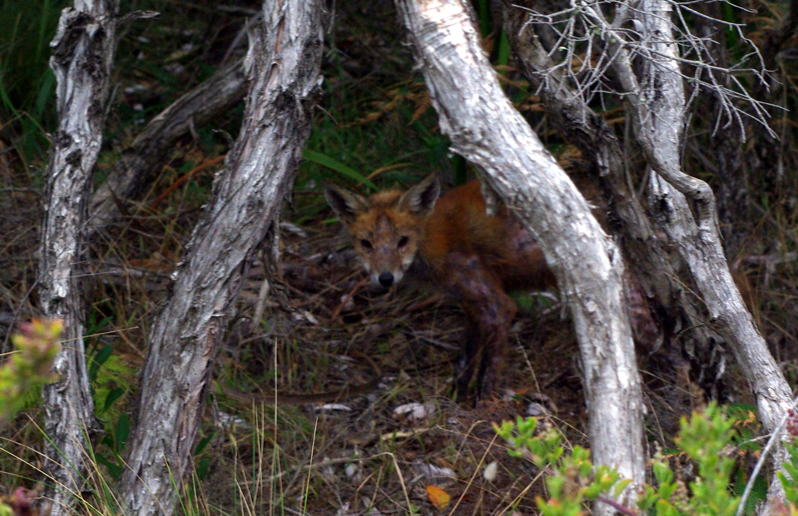 Red_Fox_Mornington_National_Park.jpg
