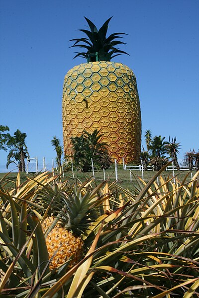 400px-Eastern_Cape-Big_Pineapple-001.jpg