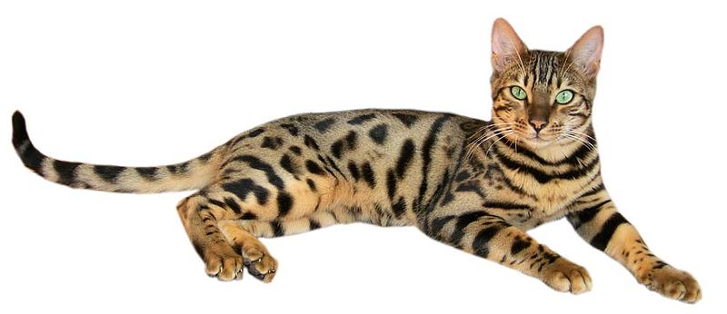 800px-Brown_spotted_tabby_bengal_cat.jpg